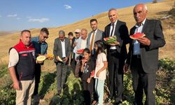 Hakkari Yüksekova’da Mısır, Karpuz ve Kavun Hasadı Başladı