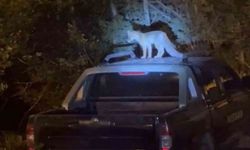 Hakkari'de Dost Canlısı Tilki, Her Akşam Aynı Eve Gelerek Elle Besleniyor