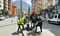 Hakkari'de Kuruyan Fidanların Yerine Yenileri Dikiliyor