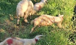 Sokak Köpeklerinin Saldırısına Uğrayan 6 Kuzu Telef Oldu