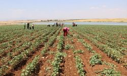 Kayıt Dışı Çalışan Mevsimlik Tarım İşçileri: Sömürü ve Sağlık Sorunları