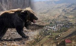 Hakkari’de Ayı Saldırısı: Geçitli Köyü’nde Bir Kişi Yaralandı