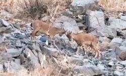 Hakkari'de Yavru Dağ Keçileri Kayalıkta Oyun Şöleni Yaşattı