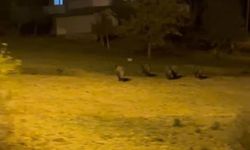 Hakkari'de Domuz Sürüsü Köy İçinde Görüntülendi