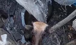 Hakkari'de bataklığa saplanan inek itfaiye ekiplerince kurtarıldı