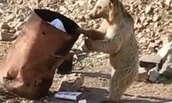 Hakkari'de ayı yiyecek ararken görüntülendi