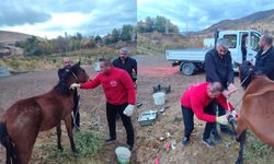 Yaralı At Hakkari Belediyesi Ekiplerince Kurtarıldı