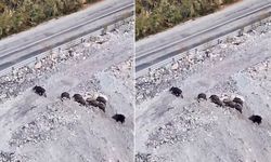 Hakkari’de Köy Yolunda Domuz Sürüsü Görüntülendi