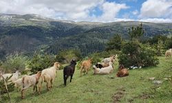 Hakkari’de 2 Koyun ve 9 Kuzu Kayboldu