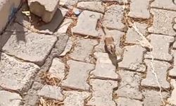 Hakkari’de Görülmemiş Tür Kamerada: İran Çölsıçanı
