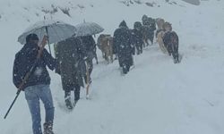 Hakkari’de Yaylada Mahsur Kalan Hayvan Sürüsü Köylülerin Çabasıyla Kurtarıldı