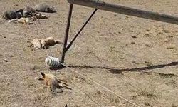 VEDAŞ’a Tepki: Devrilen Direk Yaban Hayvanlarına Tuzak Oldu