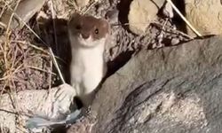 Hakkari'de nadir misafir: Gelincik şehir merkezinde görüntülendi