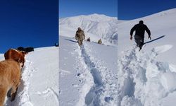 Hakkari’de 19 Büyükbaş Hayvan İki Günlük Çalışmayla Kurtarıldı