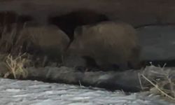 Hakkari'de İki Yaban Domuzu Ana Caddeye İndi: O Anlar Kamerada