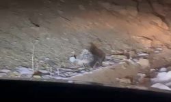Hakkari’de nadir görülen Hint oklu kirpi görüntülendi
