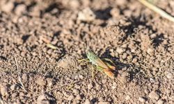 Hakkari’den Dünyaya Bilimsel Miras
