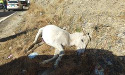 Hakkari’de Minibüs Yola Aniden Çıkan Ata Çarptı