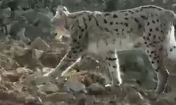 Çukurca Kazan Vadisi’nde Nesli Koruma Altındaki Vaşak Görüntülendi