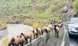 Dağlardan Ovalara: Göçerlerin Kış Serüveni Sürüyor