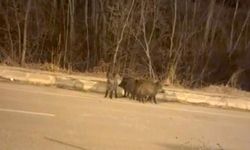 Hakkari'de Domuz Sürüsü Kamerada! Vatandaşlar Uyardı