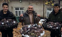 Hakkari'de kışlık üzüm dalından koparıldı