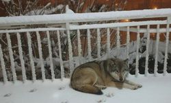 Hakkari’de Balkona İnen Kurt, Vatandaşlara Korku Dolu Anlar Yaşattı