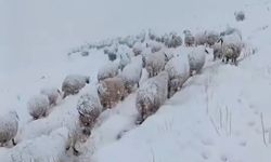 Burası Hakkari! Beyaza Bürünmüş Yaylada Zorlu Saatler