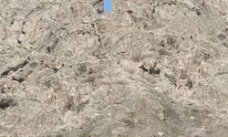 Hakkari'de Yaban Hayatı Şehirle Buluştu, O Anlar Kamerada