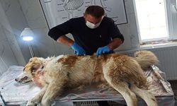 Hakkari’de Kurt Saldırısına Uğrayan Çoban Köpeği Tedavi Altına Alındı