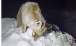 Hakkari'de Dondurucu Soğuklar Yaban Hayatını Vurdu: Tilki Ayakta Donarak Telef Oldu