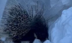 Hakkari'de Nesli Tehlike Altındaki Hint Oklu Kirpi Görüntülendi