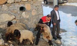 Vahşi Hayvanlar 35 Koyunu Telef Etti, Mağdur Üreticiye Hibe Desteği Sağlandı