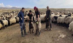 Hayvancılıkta Büyük Destek: Üreticiye 136 Milyon Lira Ödeme