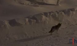 Hakkari'de Kurt Alarmı: Çiftçilere “Hayvanlarınızı Koruyun” Uyarısı