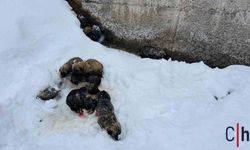 donmak üzere olan 12 köpek yavrusu son anda kurtarıldı