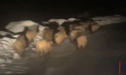 Aç kalan domuz sürüsü köye indi