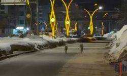 Hakkari'de Çetin Kış Şartları Kurtları Yerleşim Yerlerine İndirdi