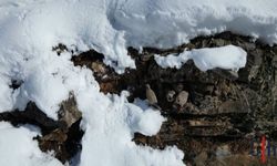 Keklikler Sürü Sürü Yiyecek Aradı