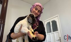 Hakkari'de Annesiz Kalan Kuzuya Aile Şefkati: Evde Bebek Gibi Büyütülüyor