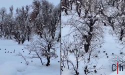 Hakkari’de Aç Kalan Keklikler Yerleşim Alanlarında Yiyecek Arıyor