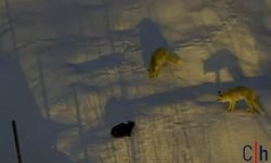 Hakkari’de İki Tilki ile Bir Kedi Arasında Yiyecek Mücadelesi