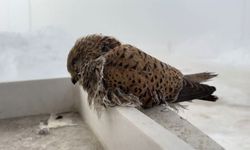 Hakkari'de Dondurucu Soğuklar: Kuş Donarak Öldü