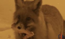 Hakkâri’de TOKİ Konutlarına İnen Sevimli Tilki Kanerada