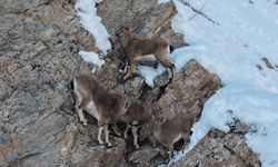 Hakkari’de Dağ Keçileri Dronla Görüntülendi