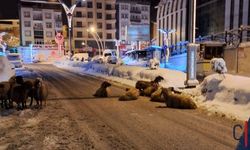 Hakkari’de Elektrik Kaçağı Faciası: 4 Koyun Telef Oldu, Kasap Son Anda Kurtuldu