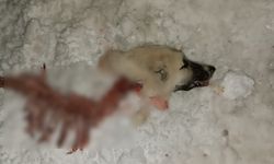 Hakkari’de Kurt Saldırısı: Çoban Köpeği Parçalanarak Telef Oldu