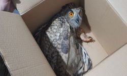 Hakkari’de Yaban Hayatına Sahip Çıkıldı: Baykuş Güvende