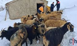 Hakkari'de Hayvan Sağlığı İçin Saha Çalışmaları Aralıksız Sürüyor