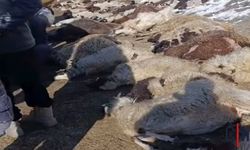 Ahır Yangını: 30 Koyun, 37 Kuzu ve 1 İnek Telef Oldu